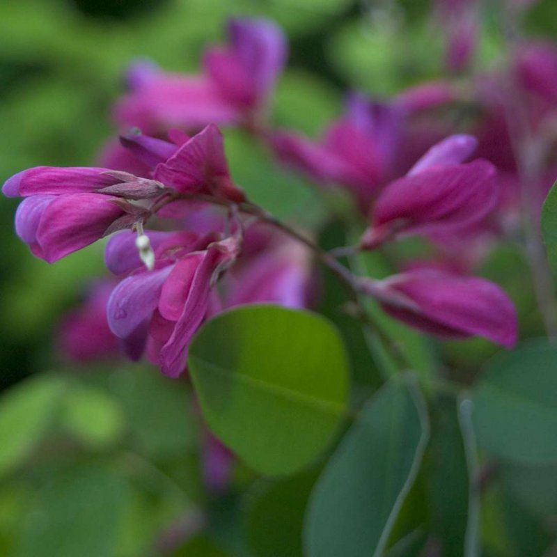 Lespedeza thunbergii