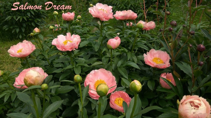 Пион (Paeonia Itoh Magical Mystery Tour)