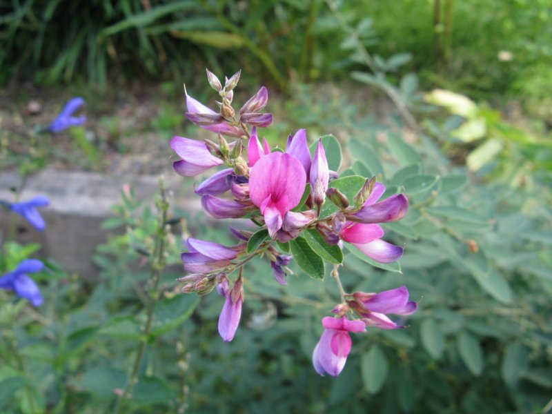 Lespedeza thunbergii