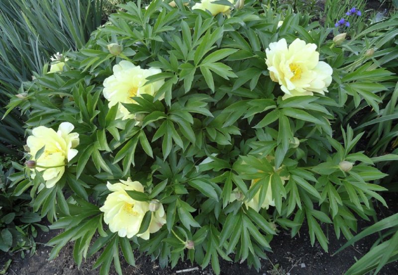 Пион Канари бриллиантс (Canary Brilliants)