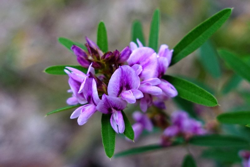 Bush Clover