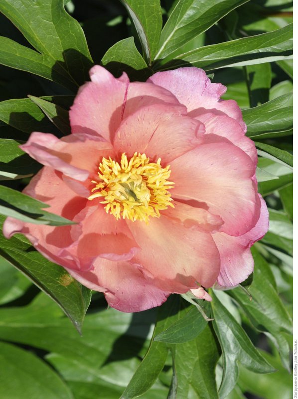 Пион Салмон Дрим Paeonia Salmon Dream