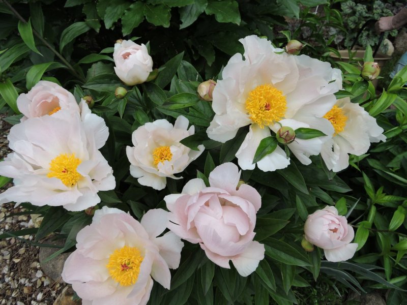 Пион (Paeonia Itoh Magical Mystery Tour)