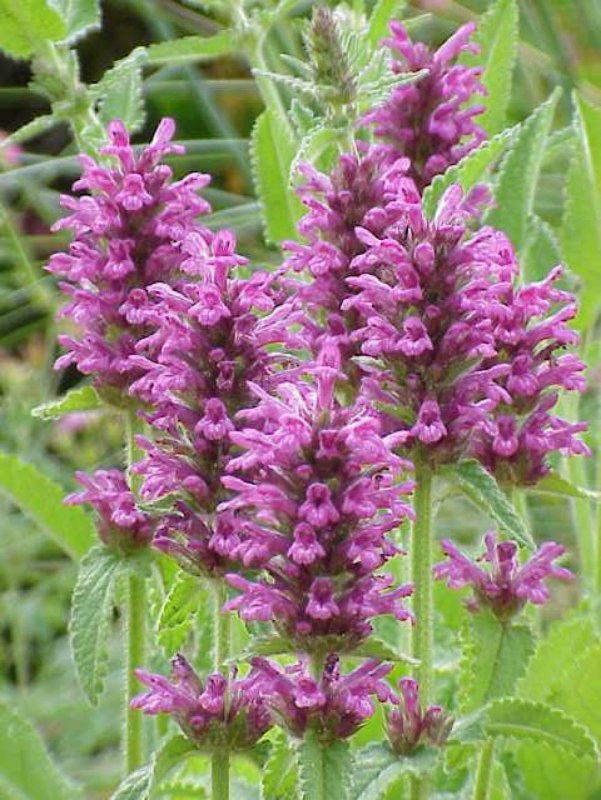 Stachys glutinosa