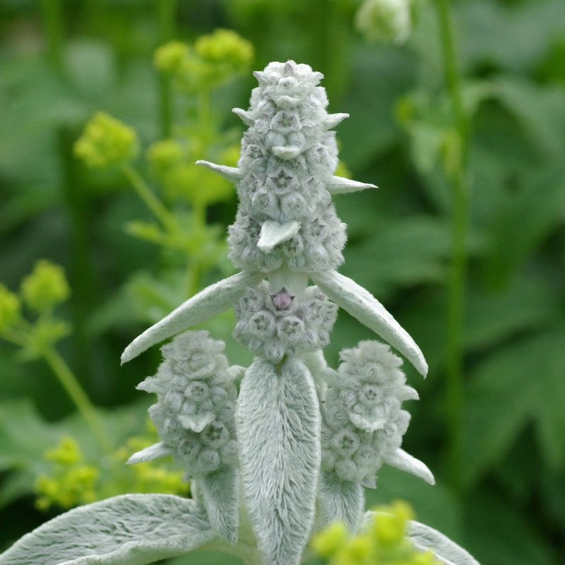 Чистец шерстистый (Stachys Lanata)