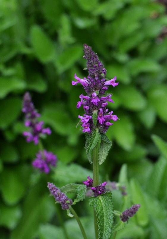 Стахис Stachys officinalis Ukkie