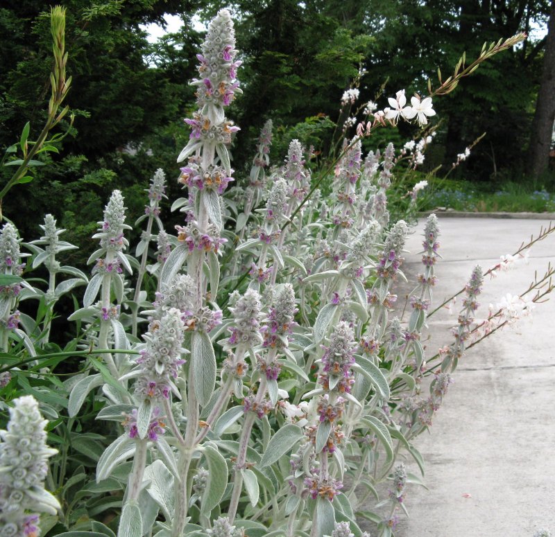 Stachys byzantina