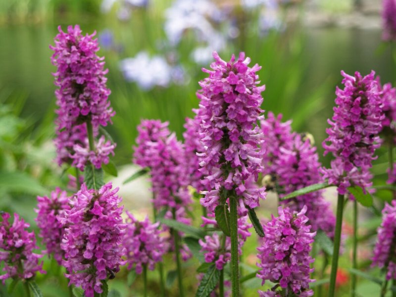 Стахис Stachys officinalis Ukkie