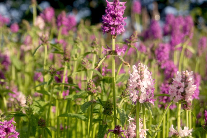 Stachys monieri Hummelo