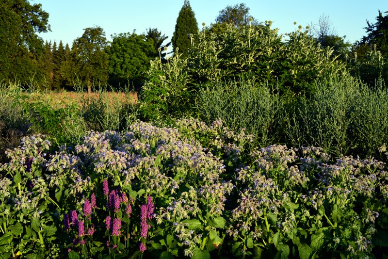 Стахис Монье "Hummelo" / Stachys monieri "Hummelo"