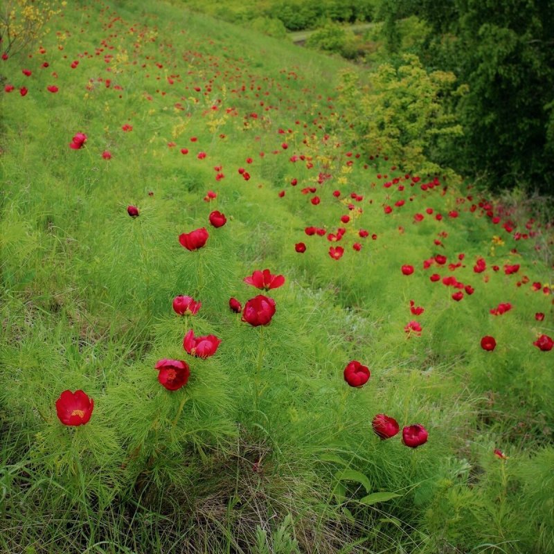 Дикий пион Воронец