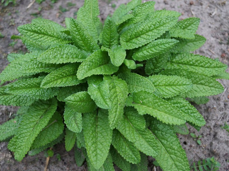 Stachys monieri Hummelo