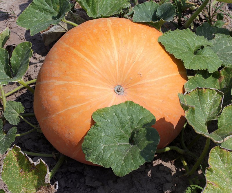 Тыква Cucurbita maxima