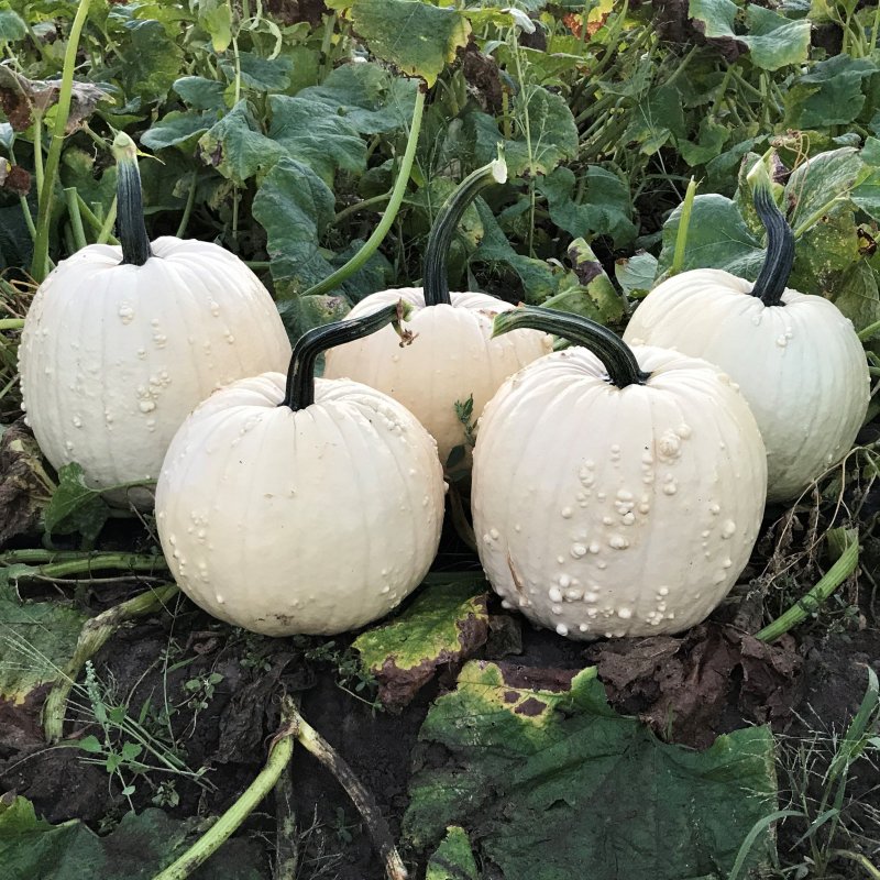 Pumpkin moonshine f1