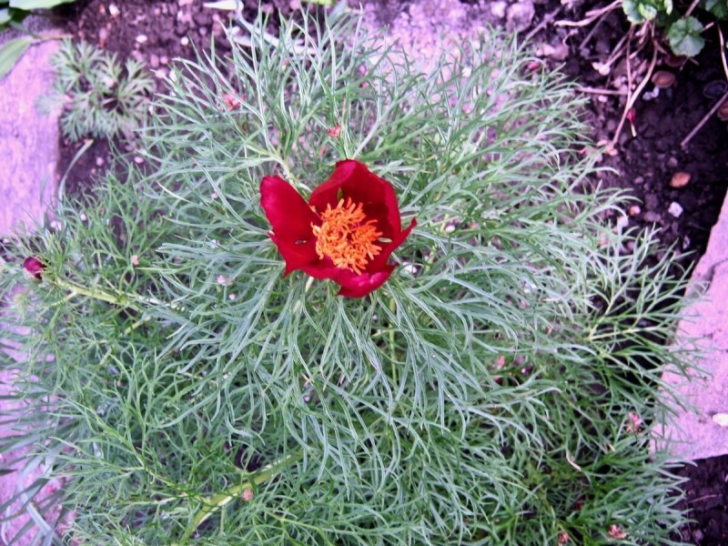 Paeonia tenuifolia