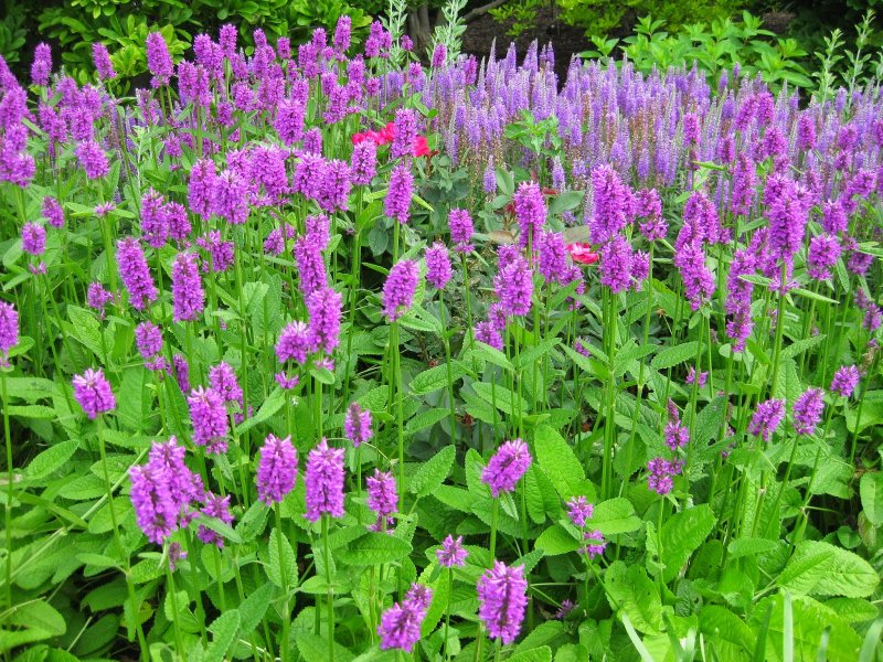 Стахис Stachys monnieri Hummelo