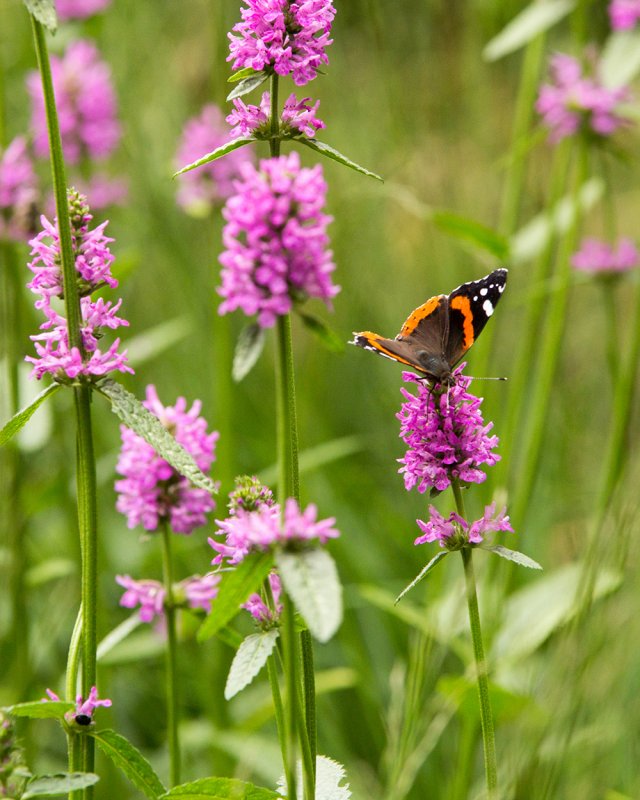 Stachys officinalis