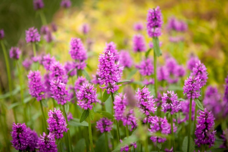 Stachys officinalis 'Ukkie'