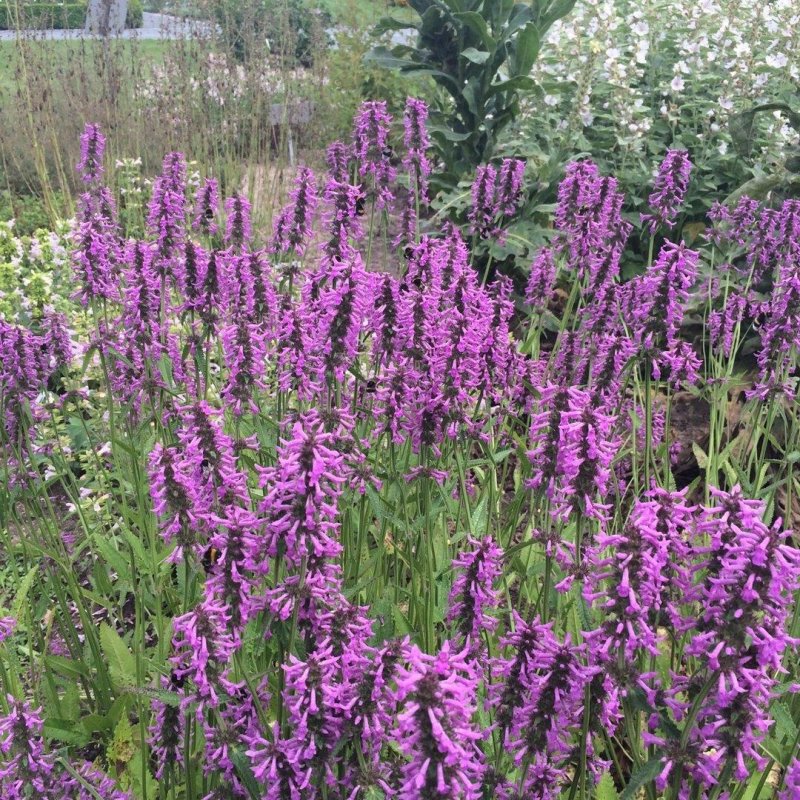 Стахис Stachys officinalis Ukkie