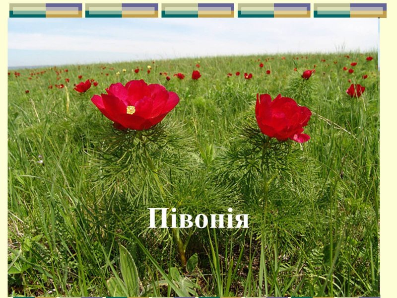 Тонколистный пион Эрна