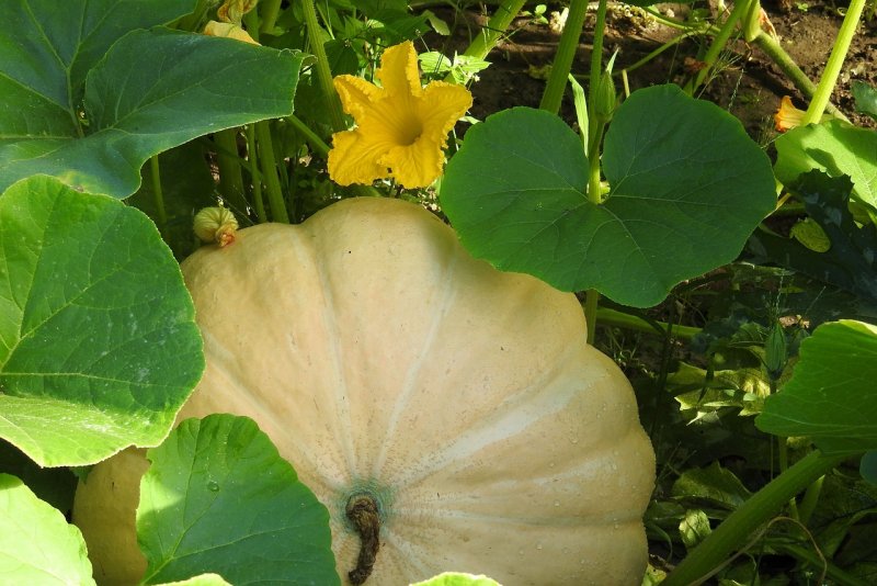Cucurbita реро l.