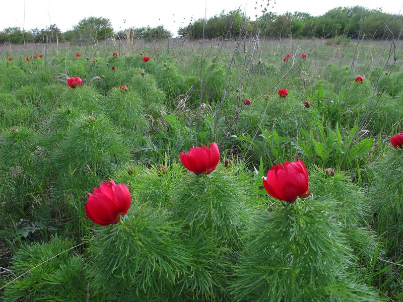 Пион тонколистный (Paeonia tenuifolia l.)