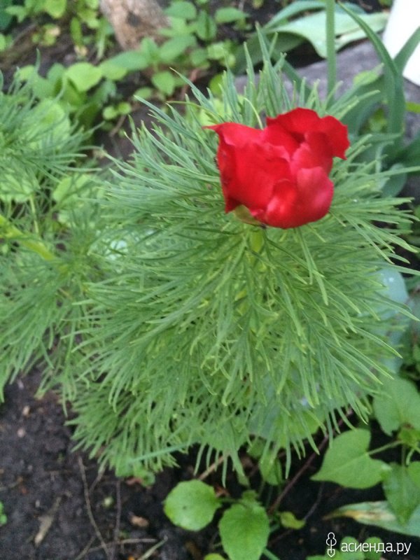 Пион тонколистный Paeonia tenuifolia