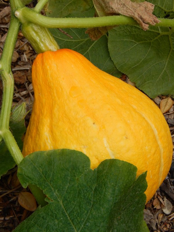 Squash тыква