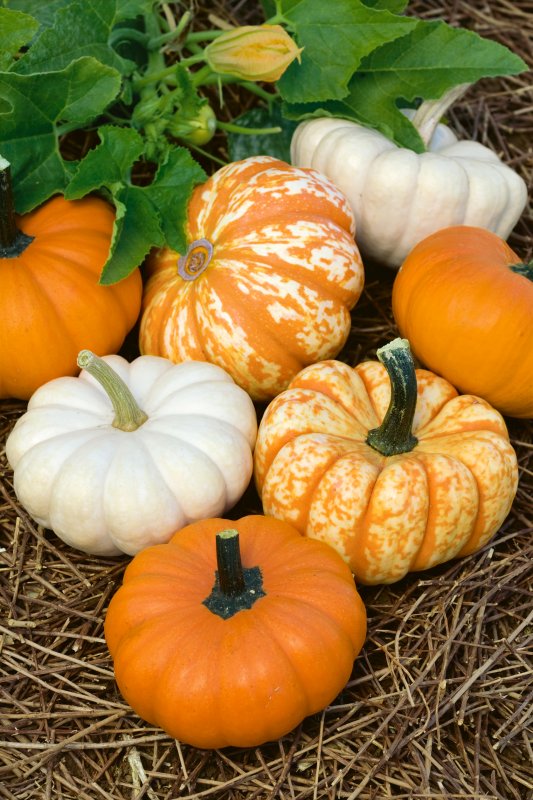 Тыква Cucurbita