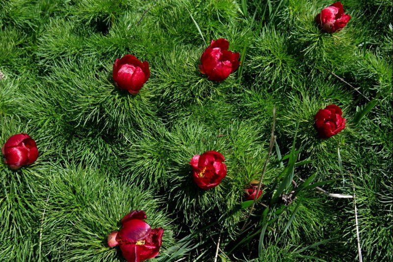 V. tenuifolia Roth.