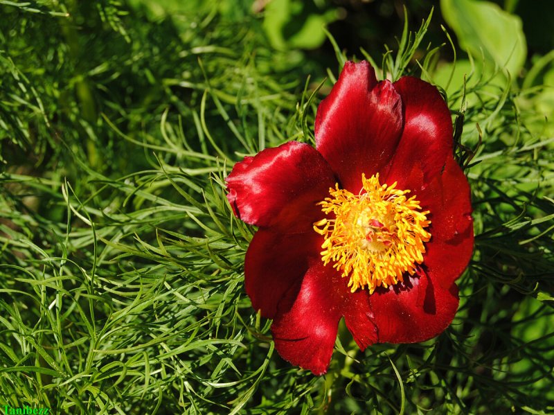 Пион тонколистный Paeonia tenuifolia