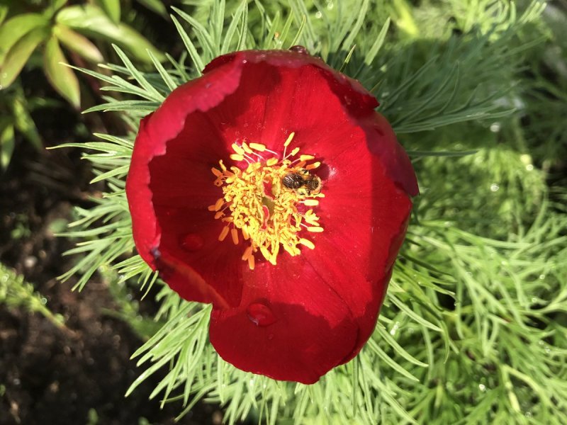 Пион тонколистный Paeonia tenuifolia