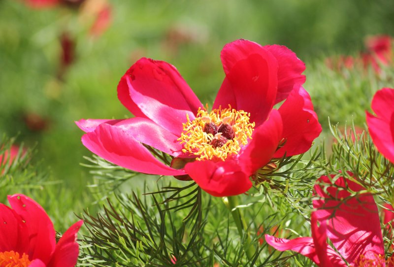 Пион тонколистный rubra Plena tenuifolia Double Fernleaf