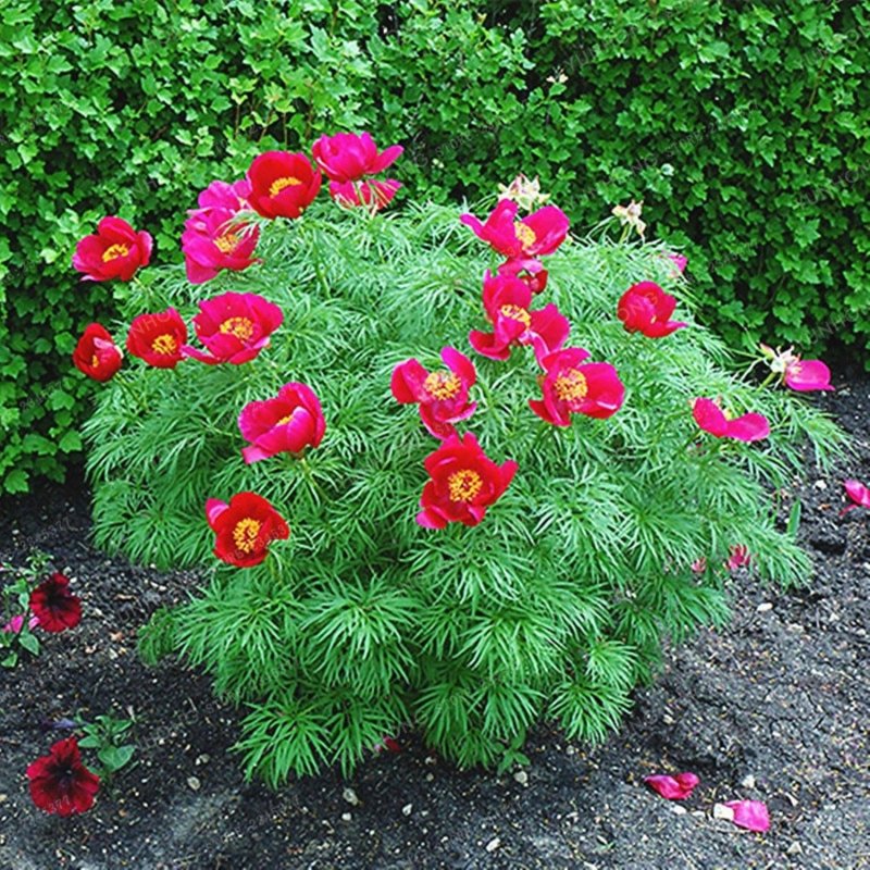 Пион tenuifolia rubra