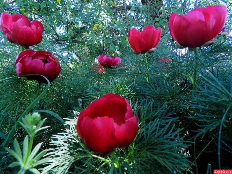 Пион тонколистный Paeonia tenuifolia