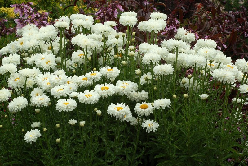 Leucanthemum Spoon Full of Sugar