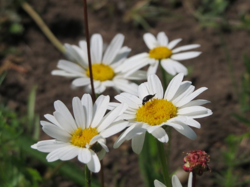 Leucanthemum vulgare макрофото