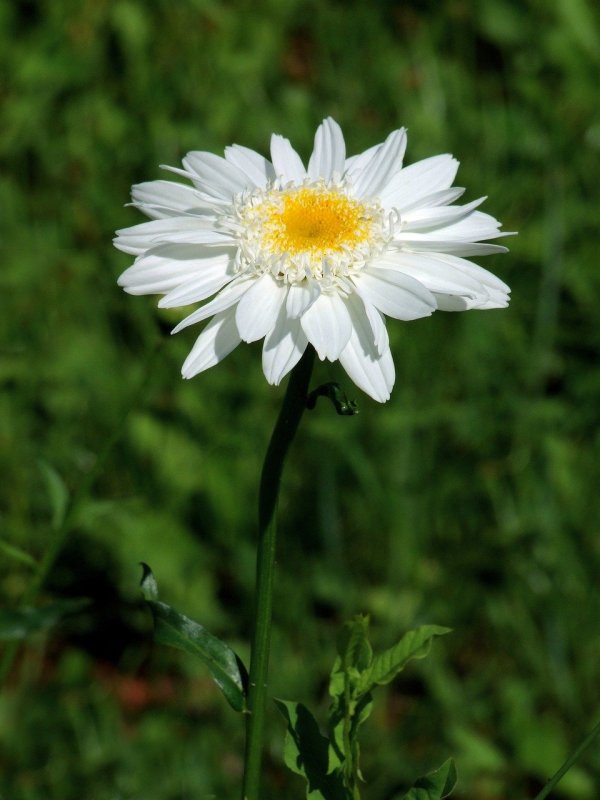 Leucanthemum x superbum 'Christine Hagemann'