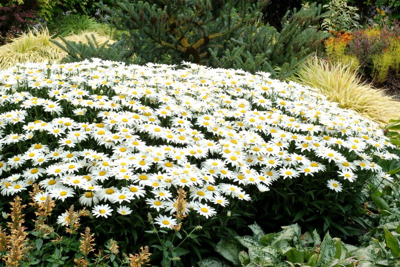 Нивяник Leucanthemum x superbum real neat