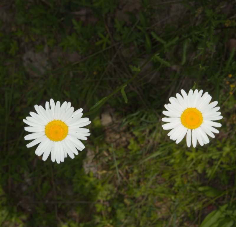 Leucanthemum paludosum