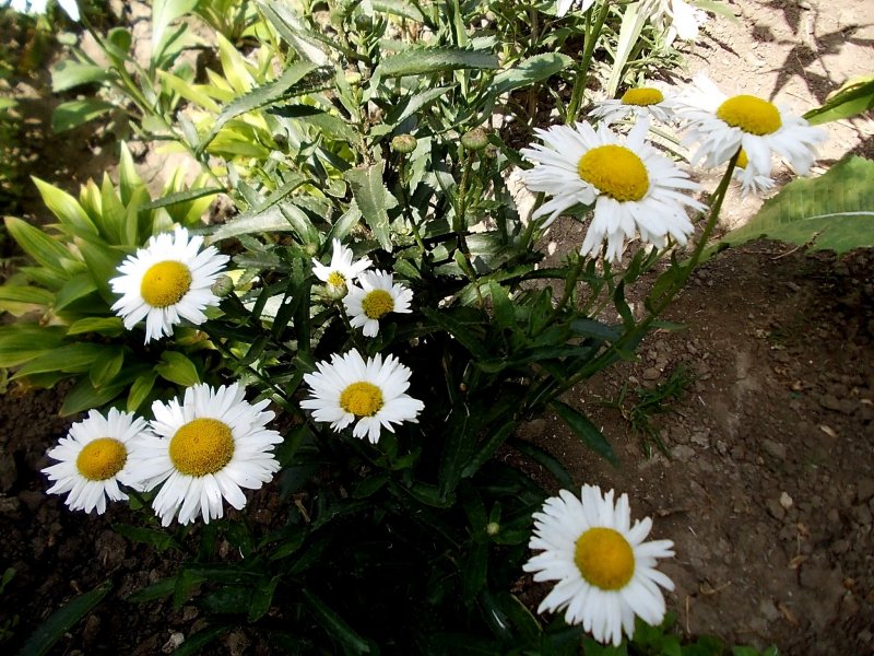 Leucanthemum Summer clouds