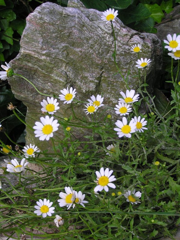 Leucanthemum vulgare Sunshine Peach
