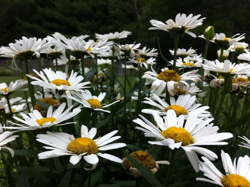Leucanthemum sante