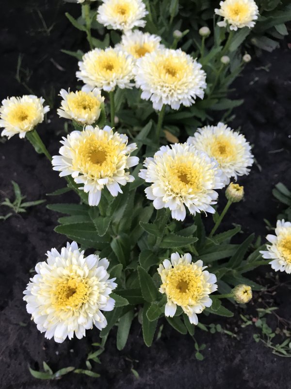 Shasta Daisy цветок