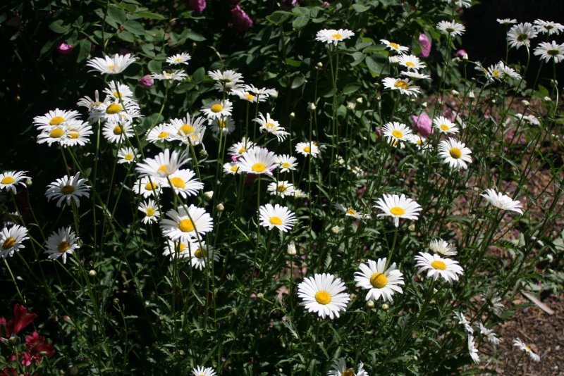 Chrysanthemum Leucanthemum