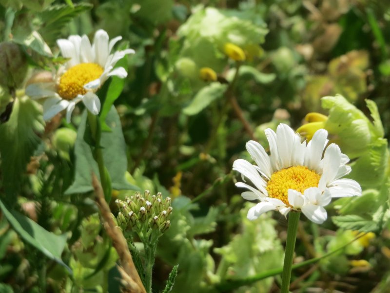 Нивяник Leucanthemum snegurka