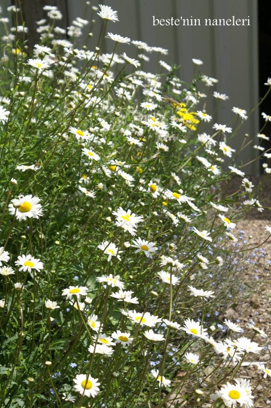 Leucanthemum vulgare May Queen