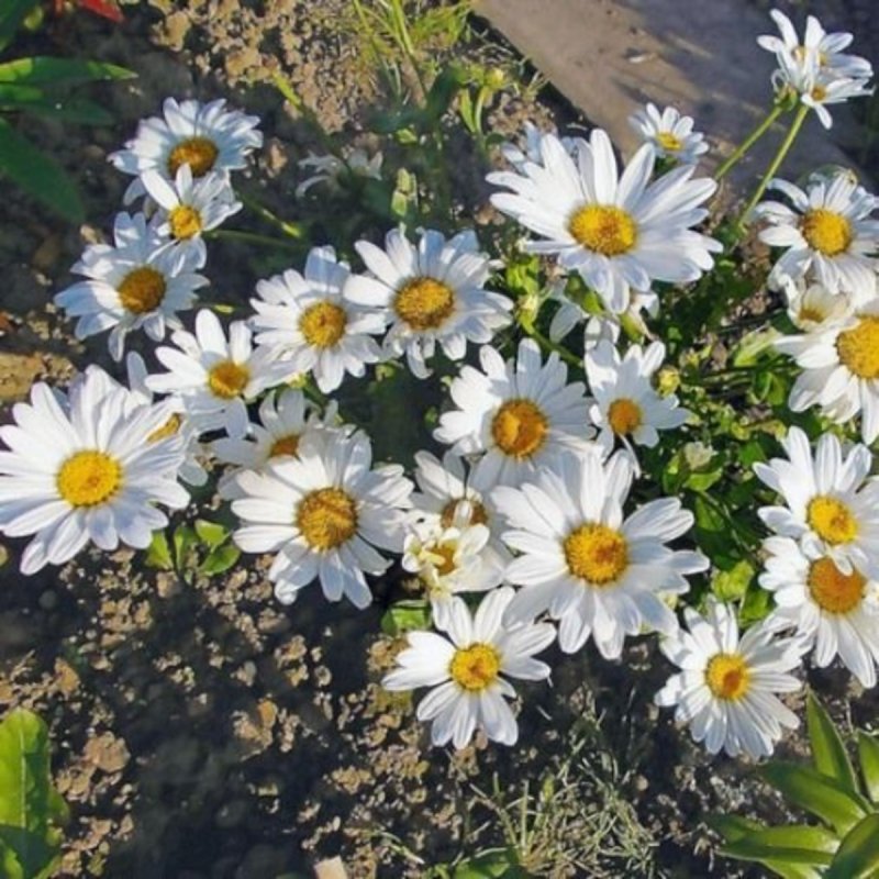 Leucanthemum vulgare Тип корня 7