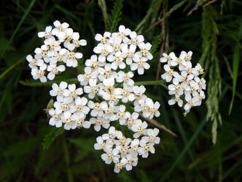 Тысячелистник обыкновенный (Achillea millefolium)