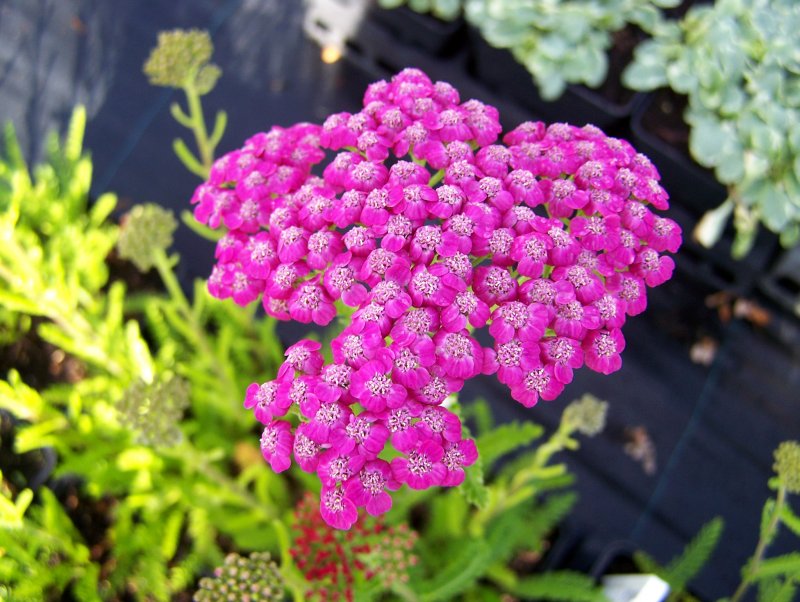 Тысячелистник обыкновенный (Achillea millefolium)